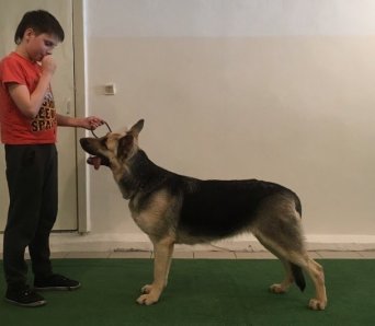 Описание изображения