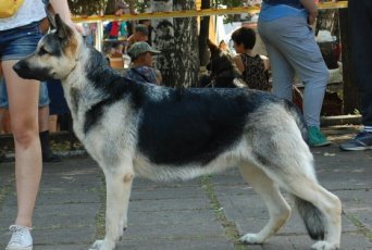 ПАМЕЛЛА