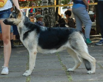 ПАМЕЛЛА