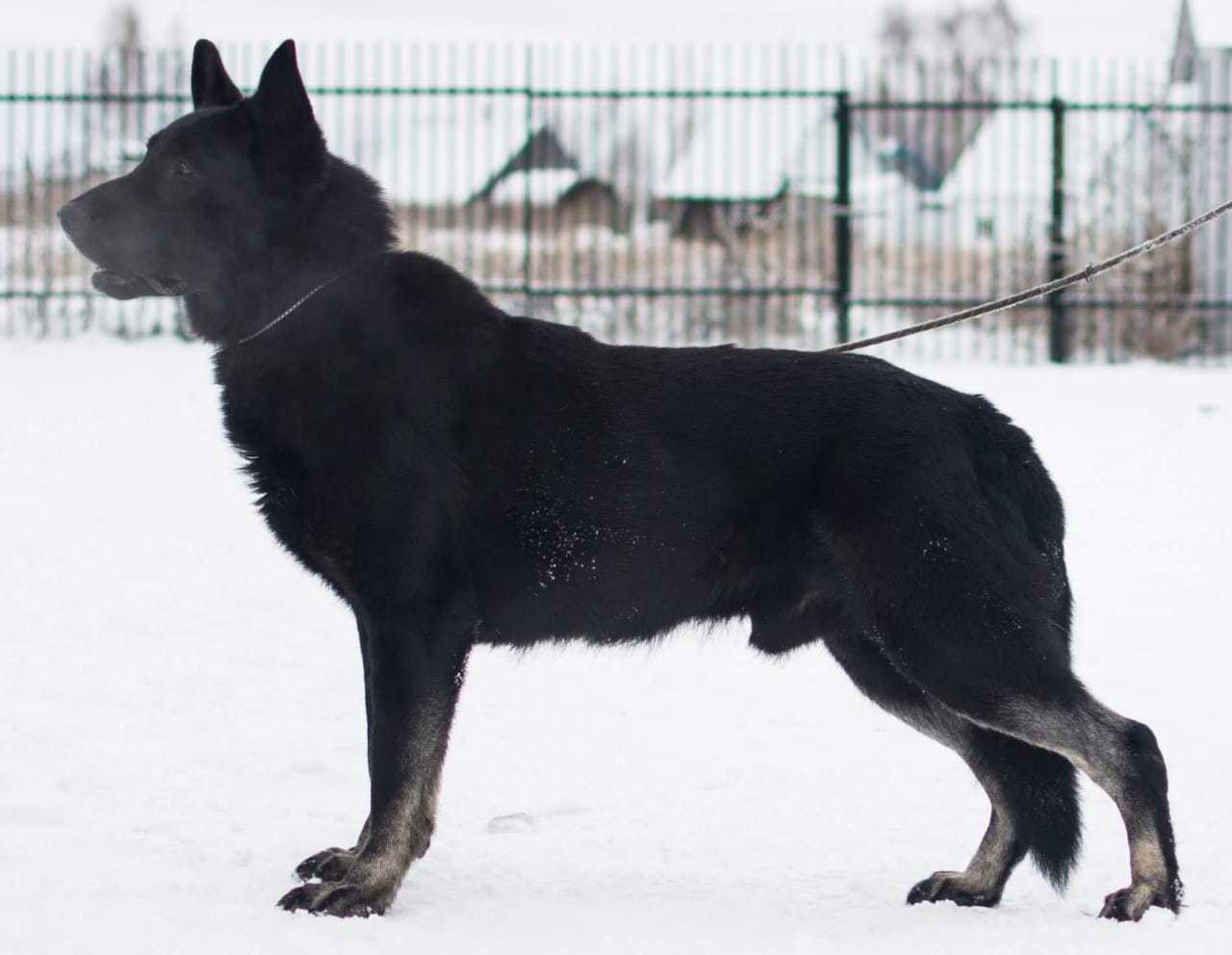 Описание изображения