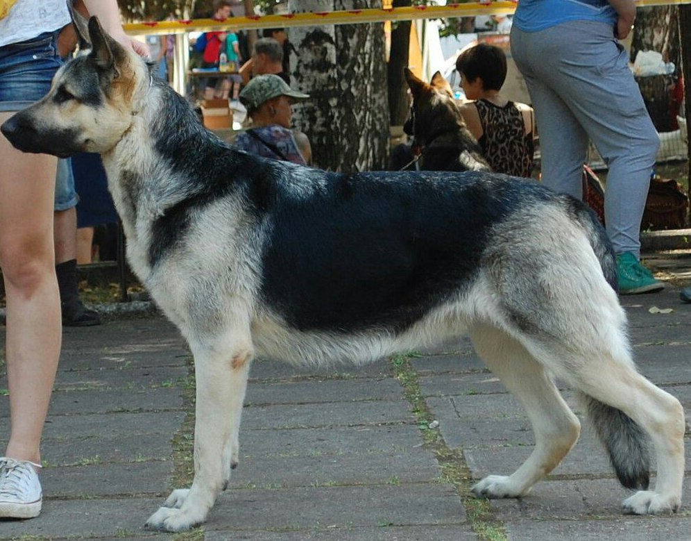 Описание изображения